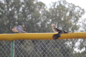 birding in bishop